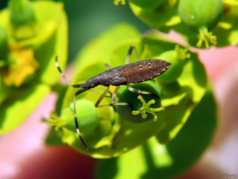 Dicranocephalus albipes (Fabricius, 1781)